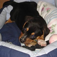 Blanding af racer dijanko