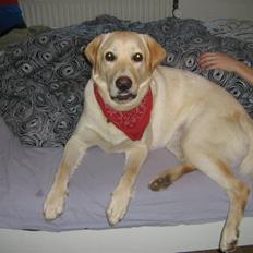 Labrador retriever Sofus Emil Bethoven 