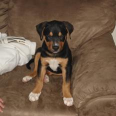 Blanding af racer dijanko