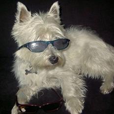 West highland white terrier yasmin