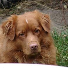 Nova scotia duck tolling retriever Gandalf (2003-2010)