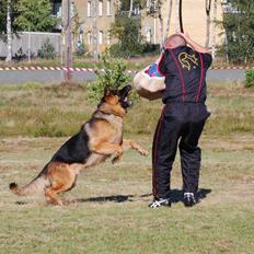 Schæferhund Houen James Dean