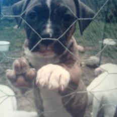 Amerikansk bulldog Alicia (Keys)