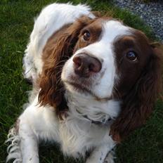 Engelsk springer spaniel Langelinies Tichko (R.I.P