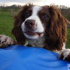 Engelsk springer spaniel Langelinies Tichko (R.I.P