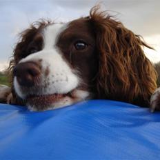Engelsk springer spaniel Langelinies Tichko (R.I.P