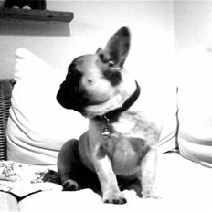 Fransk bulldog Cleopatra (Cleo)