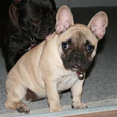 Fransk bulldog Cleopatra (Cleo)