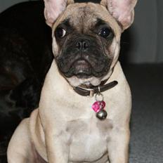 Fransk bulldog Cleopatra (Cleo)