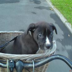 Blanding af racer Santos  R.I.P