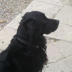 Blanding af racer Kaos