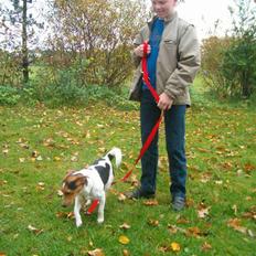 Jack russell terrier Bella