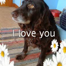 Tysk wachtelhund Trine