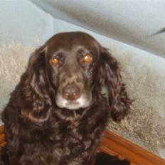 Tysk wachtelhund Trine