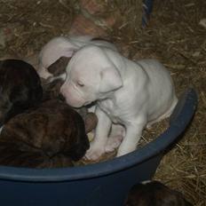 Amerikansk bulldog Diego*R.I.P Vores engel*