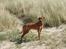 Rhodesian ridgeback Hazinas 4th Ajabu - Gaius - Gaius 14 måneder gammel, er ved at være stor