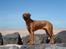 Rhodesian ridgeback Hazinas 4th Ajabu - Gaius - Gaius 14 måneder gammel, elsker at være på stranden