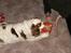 Cavalier king charles spaniel Mille - Mille pakker julegaver ud