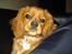 Cavalier king charles spaniel aZalia's Coco