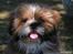 Blanding af racer Gizmo