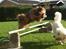 Blanding af racer Gizmo
