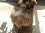 Blanding af racer Gizmo
