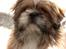 Blanding af racer Gizmo
