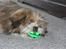 Blanding af racer Gizmo