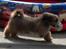 Blanding af racer Gizmo