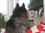Cairn terrier Sylvester