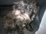 Cairn terrier Sylvester