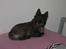 Cairn terrier Sylvester