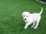 Blanding af racer Maya - Smukke Maya ude i haven!