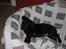 Blanding af racer Millie *R.I.P*<3ILU - Hun er glad for kurven ;)