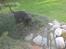 Blanding af racer Millie *R.I.P*<3ILU - Ude og lege!! <3