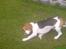 Beagle salus plet - skøre hund d;
