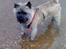 Cairn terrier Fie <3 *VIP* - Fie kan godt lide at lege i vand ;-) 
