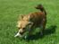 Chihuahua Sir Louis Winston - Louis gi´r den gas på fodbolbanen :D