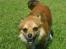 Chihuahua Sir Louis Winston - ...Og han bli´r ved med at løbe & løbe & løbe XD