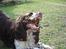 Engelsk springer spaniel Nemo 