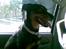 Blanding af racer Laika