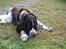 Engelsk springer spaniel Nemo 
