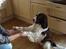 Engelsk springer spaniel Nemo 