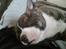 Blanding af racer Cosmo - Baby Cosmo helt ny