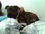 Blanding af racer Diva himmelhund