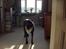Labrador retriever Berta<´3(Aflivet)R.I.P:'( - 14) Du er så sød smukke(: