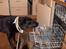 Labrador retriever Berta<´3(Aflivet)R.I.P:'( - 15) Forvaskeren Berta<´3(: