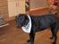 Labrador retriever Berta<´3(Aflivet)R.I.P:'( - 16) Haløjsa(: