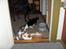 Labrador retriever Berta<´3(Aflivet)R.I.P:'( - 17) haha samling(: