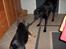 Labrador retriever Berta<´3(Aflivet)R.I.P:'( - Berta && Bjørk leger<3